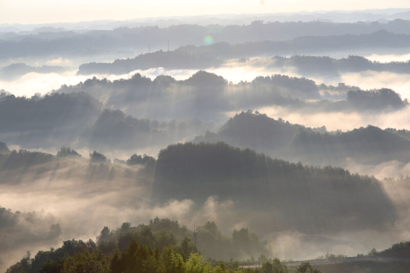 A revelation about trees is messing with climate calculations