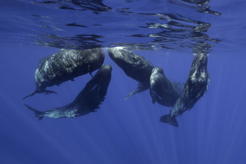 Whale songs have features of language, but whales may not be speaking