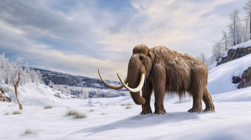 Frozen mammoth skin retained its chromosome structure